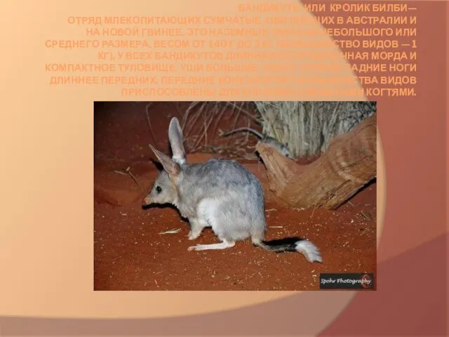 Бандикуты или кролик Билби— отряд млекопитающих сумчатые, обитающих в Австралии и