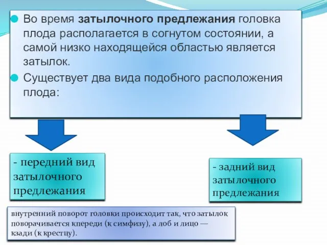 Во время затылочного предлежания головка плода располагается в согнутом состоянии, а