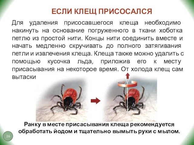 ЕСЛИ КЛЕЩ ПРИСОСАЛСЯ Для удаления присосавшегося клеща необходимо накинуть на основание