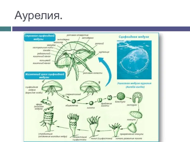 Аурелия.