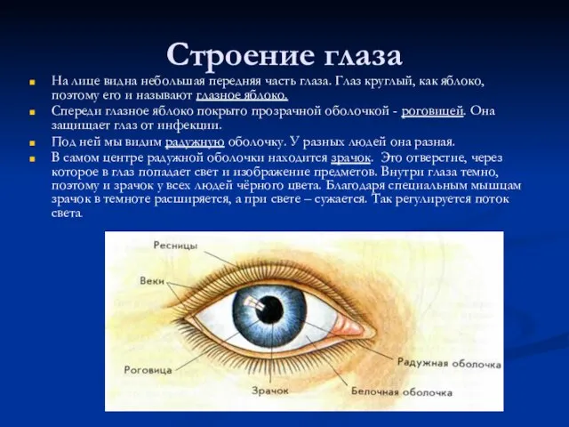 Строение глаза На лице видна небольшая передняя часть глаза. Глаз круглый,