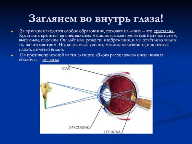 Заглянем во внутрь глаза! За зрачком находится особое образование, похожее на