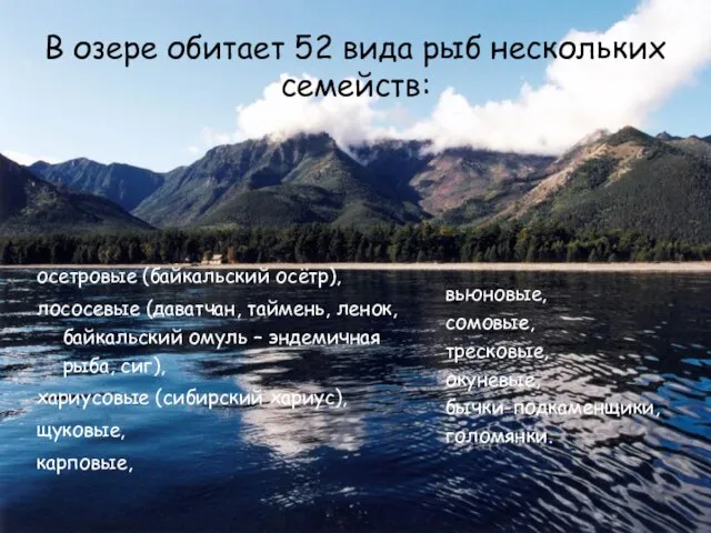 В озере обитает 52 вида рыб нескольких семейств: осетровые (байкальский осётр),