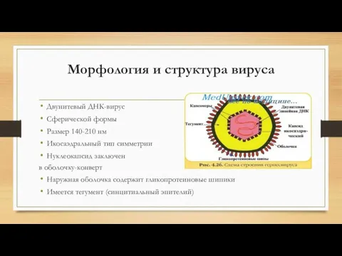 Морфология и структура вируса Двунитевый ДНК-вирус Сферической формы Размер 140-210 нм