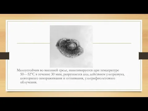 Малоустойчив во внешней среде, инактивируется при температуре 50—52°С в течение 30