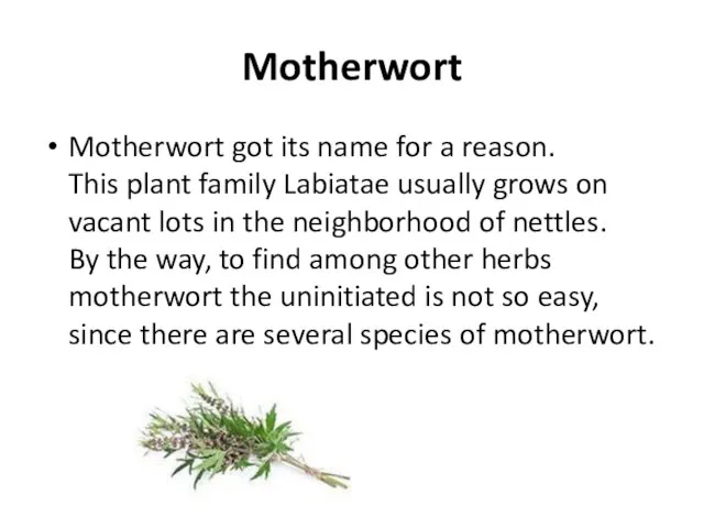 Motherwort Motherwort got its name for a reason. This plant family