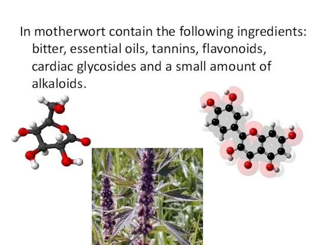 In motherwort contain the following ingredients: bitter, essential oils, tannins, flavonoids,
