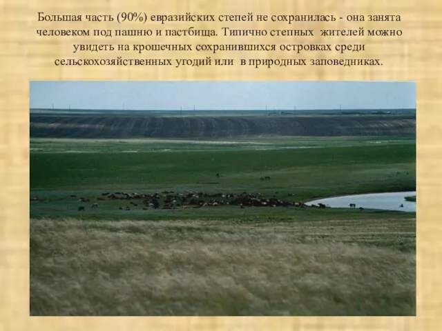 Большая часть (90%) евразийских степей не сохранилась - она занята человеком