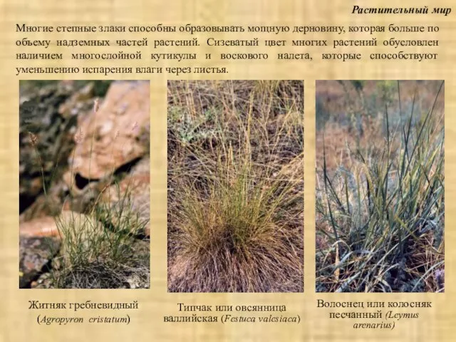 Растительный мир Житняк гребневидный (Agropyron cristatum) Волоснец или колосняк песчанный (Leymus