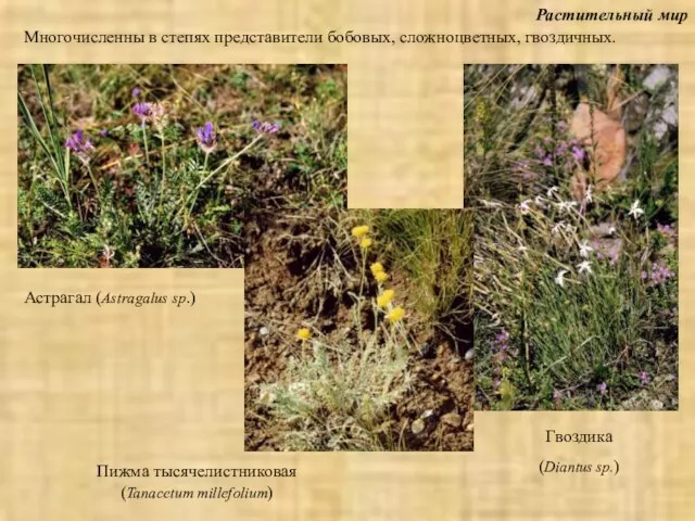 Растительный мир Астрагал (Astragalus sp.) Многочисленны в степях представители бобовых, сложноцветных,