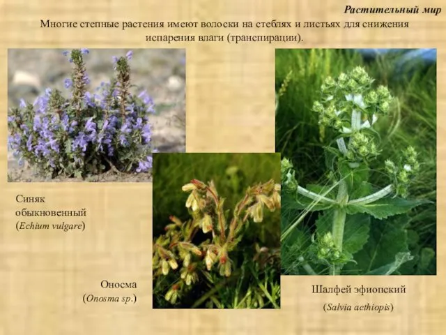 Растительный мир Шалфей эфиопский (Salvia aethiopis) Многие степные растения имеют волоски