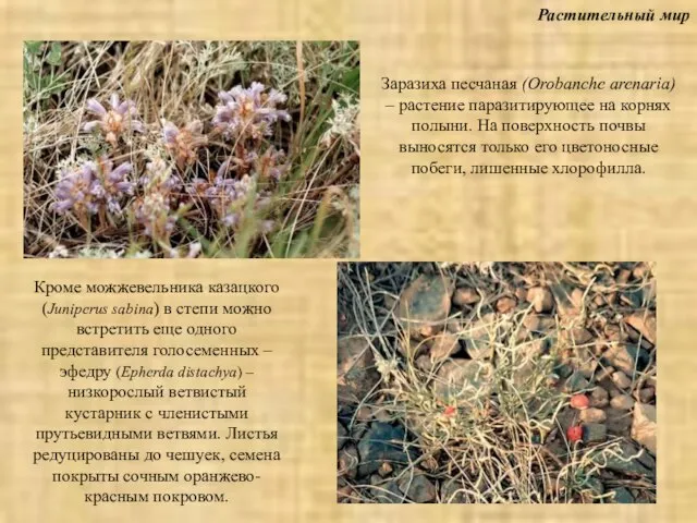 Растительный мир Заразиха песчаная (Orobanche arenaria) – растение паразитирующее на корнях