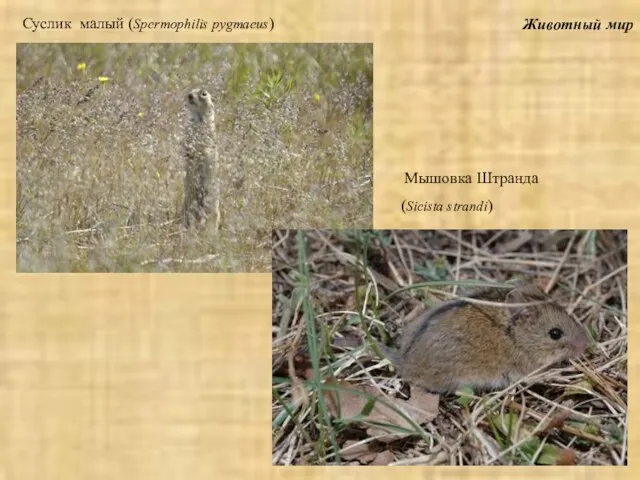 Животный мир Суслик малый (Spermophilis pygmaeus) Мышовка Штранда (Sicista strandi)