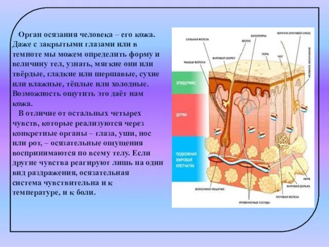 Орган осязания человека – его кожа. Даже с закрытыми глазами или