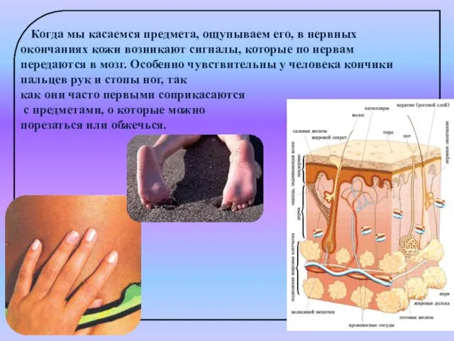 Когда мы касаемся предмета, ощупываем его, в нервных окончаниях кожи возникают