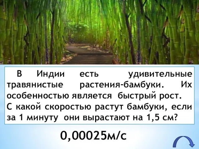 В Индии есть удивительные травянистые растения-бамбуки. Их особенностью является быстрый рост.