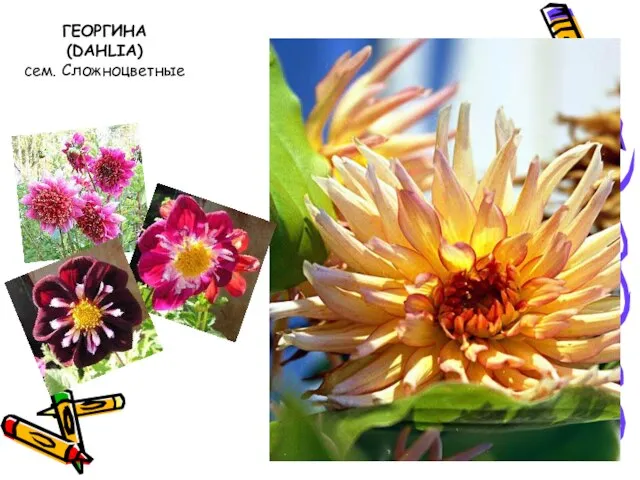 ГЕОРГИНА (DAHLIA) сем. Сложноцветные