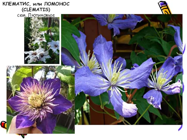 КЛЕМАТИС, или ЛОМОНОС (CLEMATIS) сем. Лютиковые