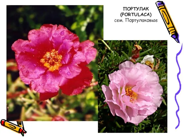 ПОРТУЛАК (PORTULACA) сем. Портулаковые