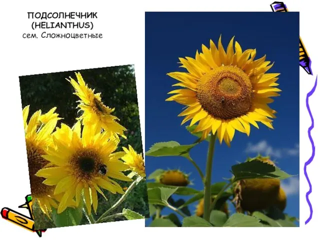 ПОДСОЛНЕЧНИК (HELIANTHUS) сем. Сложноцветные