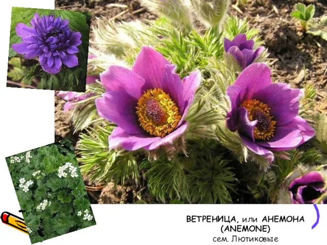 ВЕТРЕНИЦА, или АНЕМОНА (ANEMONE) сем. Лютиковые