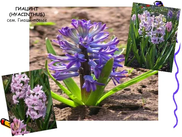 ГИАЦИНТ (HYACINTHUS) сем. Гиацинтовые