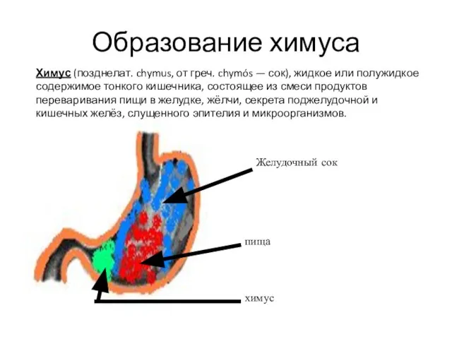 Образование химуса пища Желудочный сок химус Химус (позднелат. chymus, от греч.