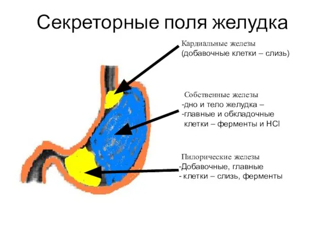 Секреторные поля желудка Кардиальные железы (добавочные клетки – слизь) Собственные железы