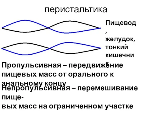 перистальтика Пропульсивная – передвижение пищевых масс от орального к анальному концу