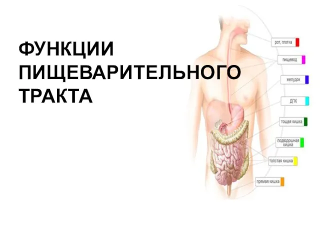 ФУНКЦИИ ПИЩЕВАРИТЕЛЬНОГО ТРАКТА