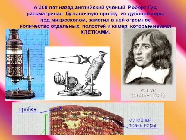 А 300 лет назад английский ученый Роберт Гук, рассматривая бутылочную пробку