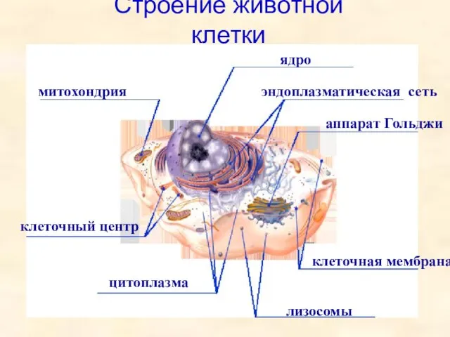 митохондрия ядро аппарат Гольджи цитоплазма лизосомы эндоплазматическая сеть клеточный центр клеточная мембрана Строение животной клетки