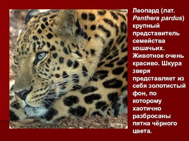 Леопард (лат. Panthera pardus) крупный представитель семейства кошачьих. Животное очень красиво.