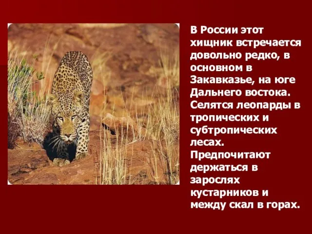В России этот хищник встречается довольно редко, в основном в Закавказье,