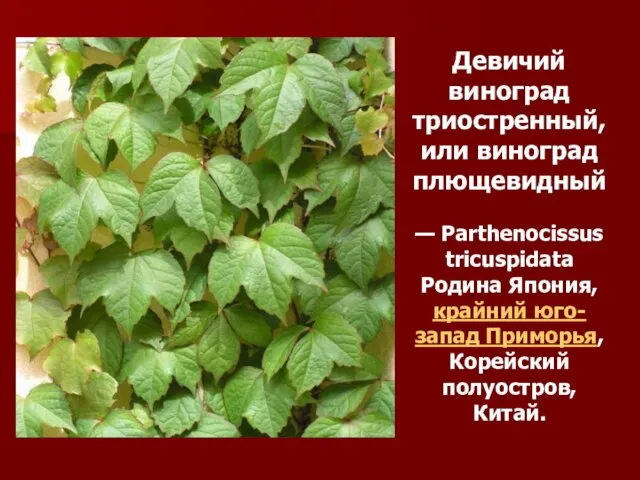 Девичий виноград триостренный, или виноград плющевидный — Parthenocissus tricuspidata Родина Япония,