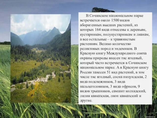 В Сочинском национальном парке встречается около 1500 видов аборигенных высших растений,