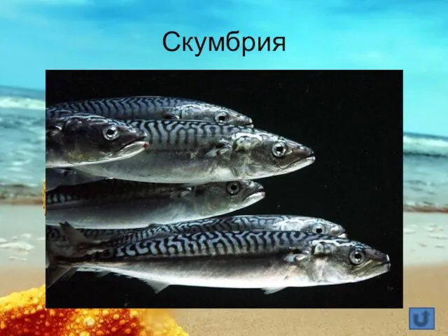 Скумбрия