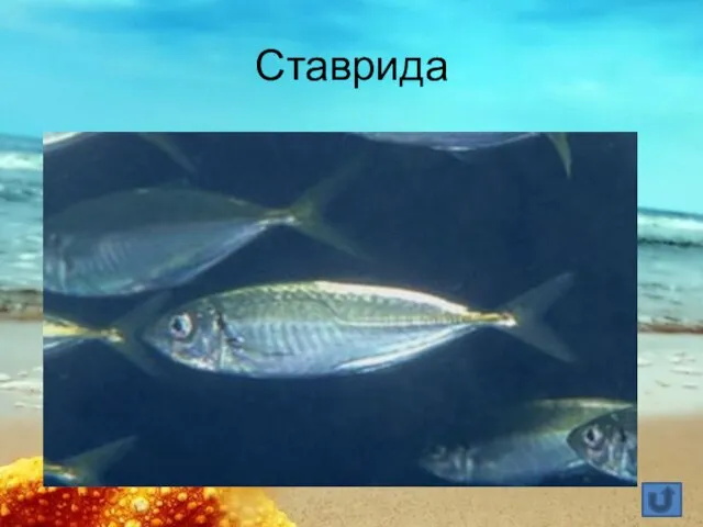 Ставрида