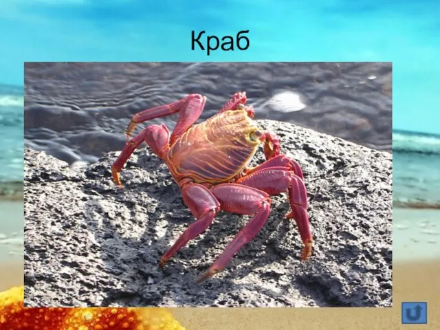 Краб