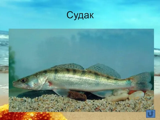 Судак