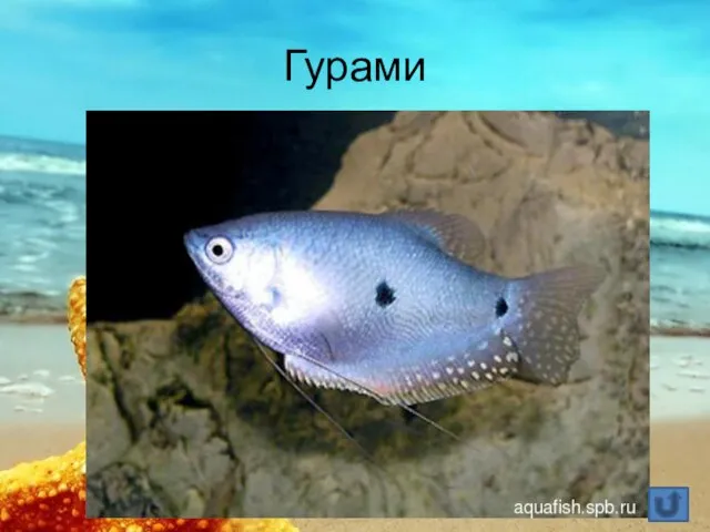 Гурами