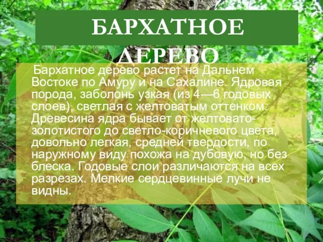 БАРХАТНОЕ ДЕРЕВО Бархатное дерево растет на Дальнем Востоке по Амуру и