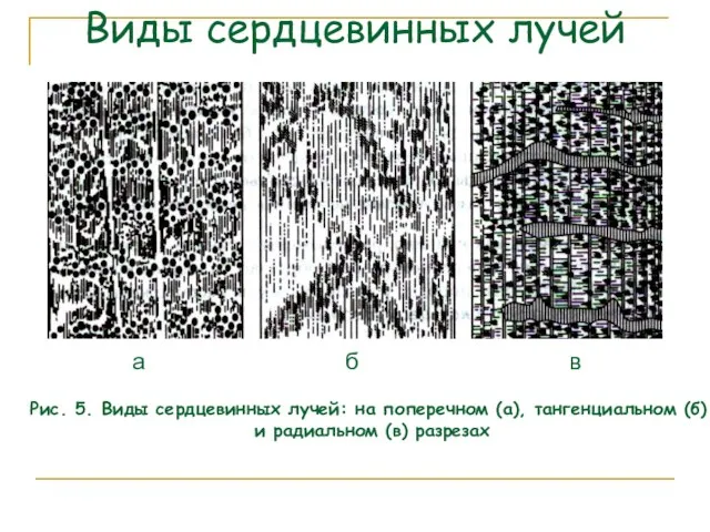 Виды сердцевинных лучей а б в Рис. 5. Виды сердцевинных лучей: