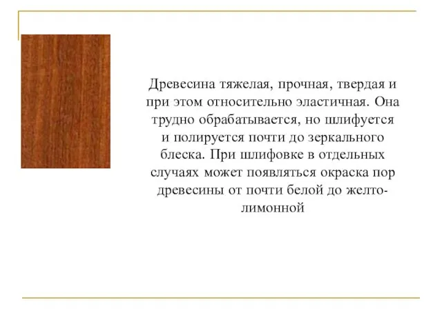 Древесина тяжелая, прочная, твердая и при этом относительно эластичная. Она трудно