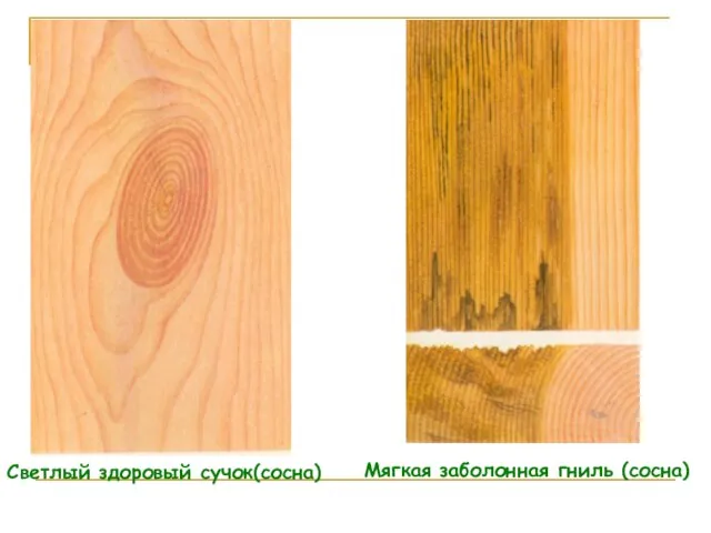 Светлый здоровый сучок(сосна) Мягкая заболонная гниль (сосна)