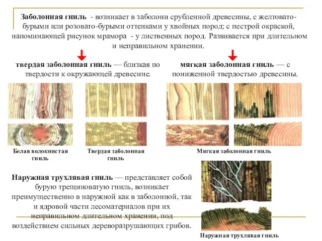 Заболонная гниль - возникает в заболони срубленной древесины, с желтовато-бурыми или