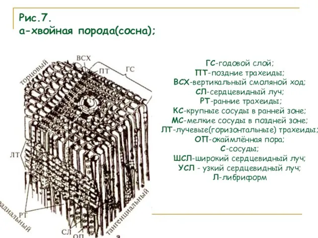 Рис.7. а-хвойная порода(сосна); ГС-годовой слой; ПТ-поздние трахеиды; ВСХ-вертикальный смоляной ход; СЛ-сердцевидный