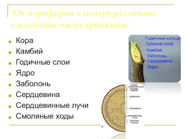 От периферии к центру различают следующие части древесины: Кора Камбий Годичные