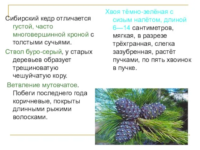 Сибирский кедр отличается густой, часто многовершинной кроной с толстыми сучьями. Ствол