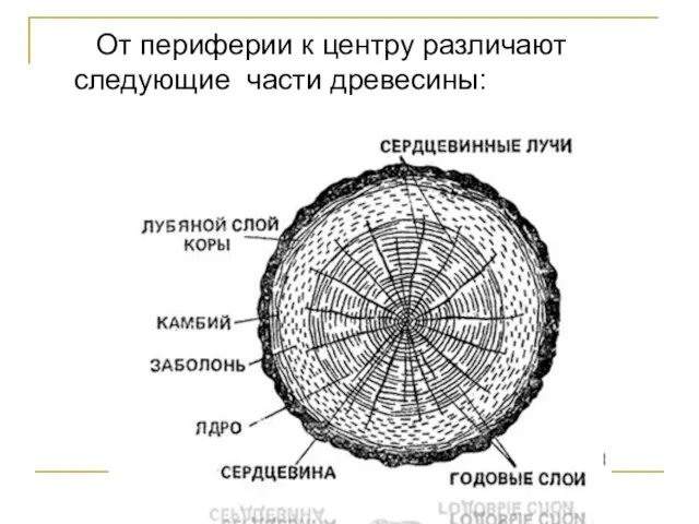 От периферии к центру различают следующие части древесины: